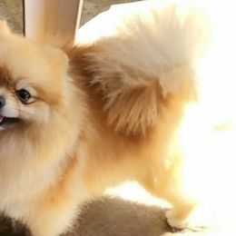nala - Pomeranian