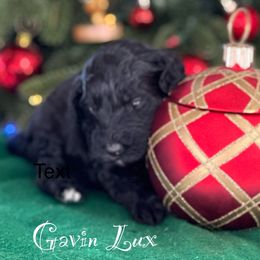 Australian Labradoodle Puppies from Sandcastle Labradoodles