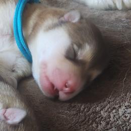 Bumper - Red and white male Alaskan Malamute puppy in Grayson County, Virginia from River Bend Malamutes