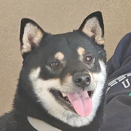 KOBE - Shiba Inu