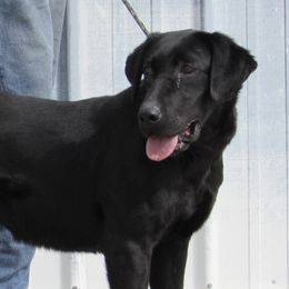 Rona - Labrador Retriever