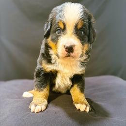 Ruby - Black rust and white female Bernese Mountain Dog puppy in Alabama from Dogwood Creek Bernese