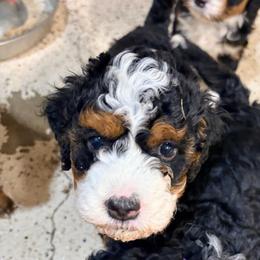 Lenny - Tri-color male Bernedoodle puppy in Lincoln, Nebraska from GRand Doodles