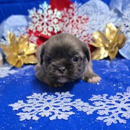 Gold Blue Girl - Blue female Shih Tzu puppy in Vinita, Oklahoma from Locust Creek Shih Tzu & Havanese