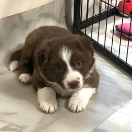 Chacha - White and red female Border Collie puppy in Jonesboro, Arkansas from Hampton Border Collies