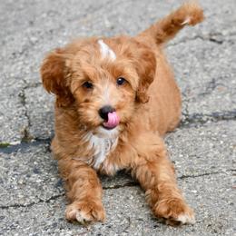 Yellow boy - Red male Bernedoodle puppy in Waukesha, Wisconsin from Bernedoodle Boutique (and Cavapoos)