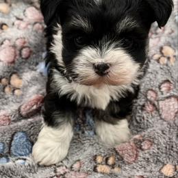 Riki - Black and white female Havanese puppy in Wappapello, Missouri from Titanium Havanese LLC