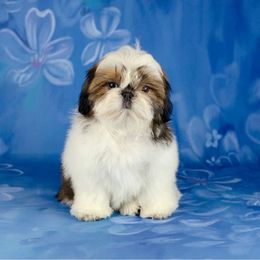 Shih Tzu Puppies from The Shih Tzu Life