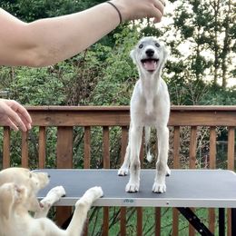 Silken Windhound Puppies from Regalant Silken Windhounds