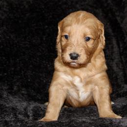 Goldie - Red  female Goldendoodle puppy in Yukon, Oklahoma from Silver Barn Doodles