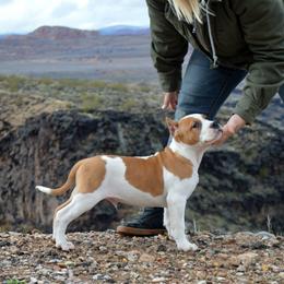 American Bully Puppies from SouthernCharm Kennel (SCP)