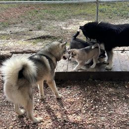 Siberian Husky Puppies from WILLIAM HUNDLEY