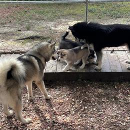 Siberian Husky Puppies from WILLIAM HUNDLEY