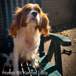Lady - Cavalier King Charles Spaniel