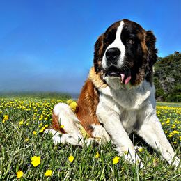Peanut - Saint Bernard