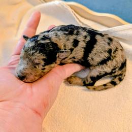 Boy 1 - Blue merle male Aussiedoodle puppy in Sparta, Missouri from Sis' Doodles & Poodles
