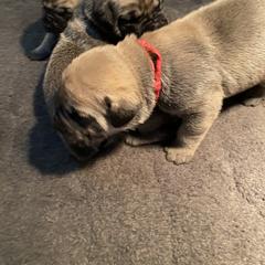Red - Boerboel puppy in Chico, California from Rivers Edge Boerboels