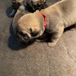 Red - Boerboel puppy in Chico, California from Rivers Edge Boerboels