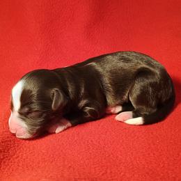Boy (3) - Brown and white male Bernedoodle puppy in New Holland, Pennsylvania from Ellie's Cute as a Button Yorkies
