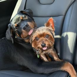Rottweiler Puppies from Vom Haus Fantasy Rottweiler Kennel