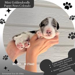 Muffin - Merle male Goldendoodle puppy in Fort Lupton, Colorado from Puppy Paws Colorado