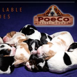 Basset Hound Puppies from PoeCo Basset Hounds
