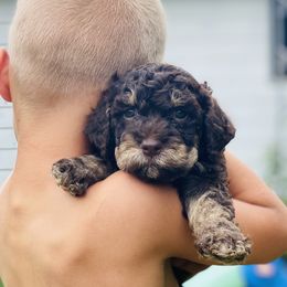 Lagotti Romagnoli from Michigan Lagotto