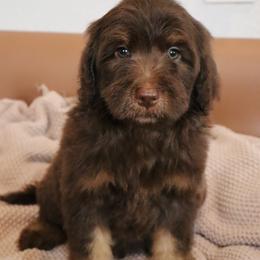 Gobstopper - Tri-color male Bernedoodle puppy in Ohio from Moore Doodles