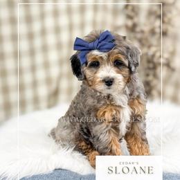 S l o a n e - Blue merle female Bernedoodle puppy in Cedar City, Utah from Cedar Doodles- Home of the Teddybear Goldendoodle