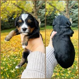Patsy - Tri-color female Bernedoodle puppy in Idaho Falls, Idaho from Idahome Doodle