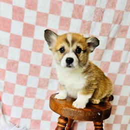 Marv - Red male Pembroke Welsh Corgi puppy in Sheldon, Missouri from Clearsky Corgis