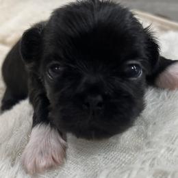 Full AKC Male 2 - Black male Pekingese puppy in Pennsylvania from Triple I Pekes