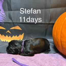 Stefan - Black and tan male Lowchen puppy in Grand Rapids, Michigan from Lionkru Lowchen and Standard Poodles