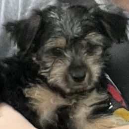 Assorted Doodle Crosses, Double Doodle, Maltipoo, Morkie, and Yorkipoo Puppies from Danza Bolo