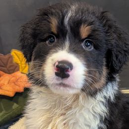 Australian Shepherds from Brewedstone Australian Shepherds