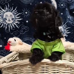 Boy 2 - Black male Havanese puppy in Manchester, Texas from Mimi's Havanese
