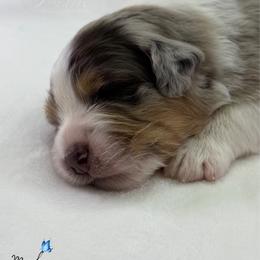 Morpho - Blue merle male Australian Shepherd puppy in Jonesborough, Tennessee from Lotus Australian Shepherds