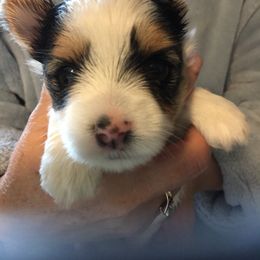 Biewer Terrier Puppies from Janeve's  Biewers