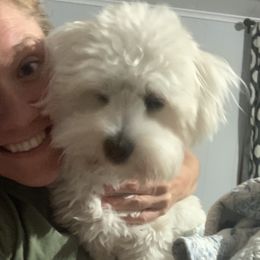 Willow - Coton de Tulear