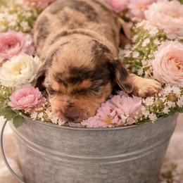 Mr Pickles - Dapple female Dachshund puppy in El Cajon, California from Lisa Buxton