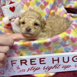 Tabitha - Apricot female Maltipoo puppy in Mabelvale, Arkansas from Durham's Designer Poos