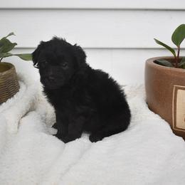 Grey - Black and white male Aussiedoodle puppy in Angola, Indiana from Classic City Doodles