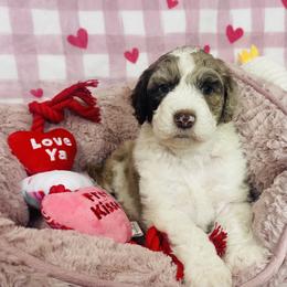 Girl-3 - Blue merle female Aussiedoodle puppy in Grants Pass, Oregon from Love my doodles/ Aussiedoodle love