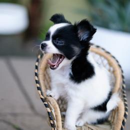Chihuahua Puppies from Arizona Adventure Chihuahuas