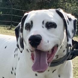 Jackson  - Dalmatian