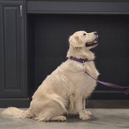 Butters - Light golden female Golden Retriever puppy in Niles, Michigan from Family Raised Goldens