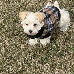 Paxton - Wheaten male Miniature Schnauzer puppy in Newton, Alabama from Grace’s Schnauzers Paradise USA