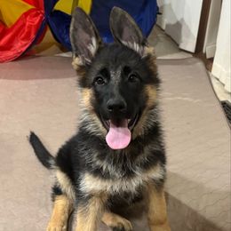 Miss Yellow - Black and red female German Shepherd puppy in Lawton, Michigan from Free Indeed Shepherds