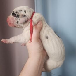 Red collar - Harlequin male Great Dane puppy in Alton, Illinois from Show Me Great Danes and Basset Hounds