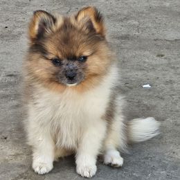 Aramis - Cream sable parti male Pomeranian puppy in Laredo, Texas from SASH Poms